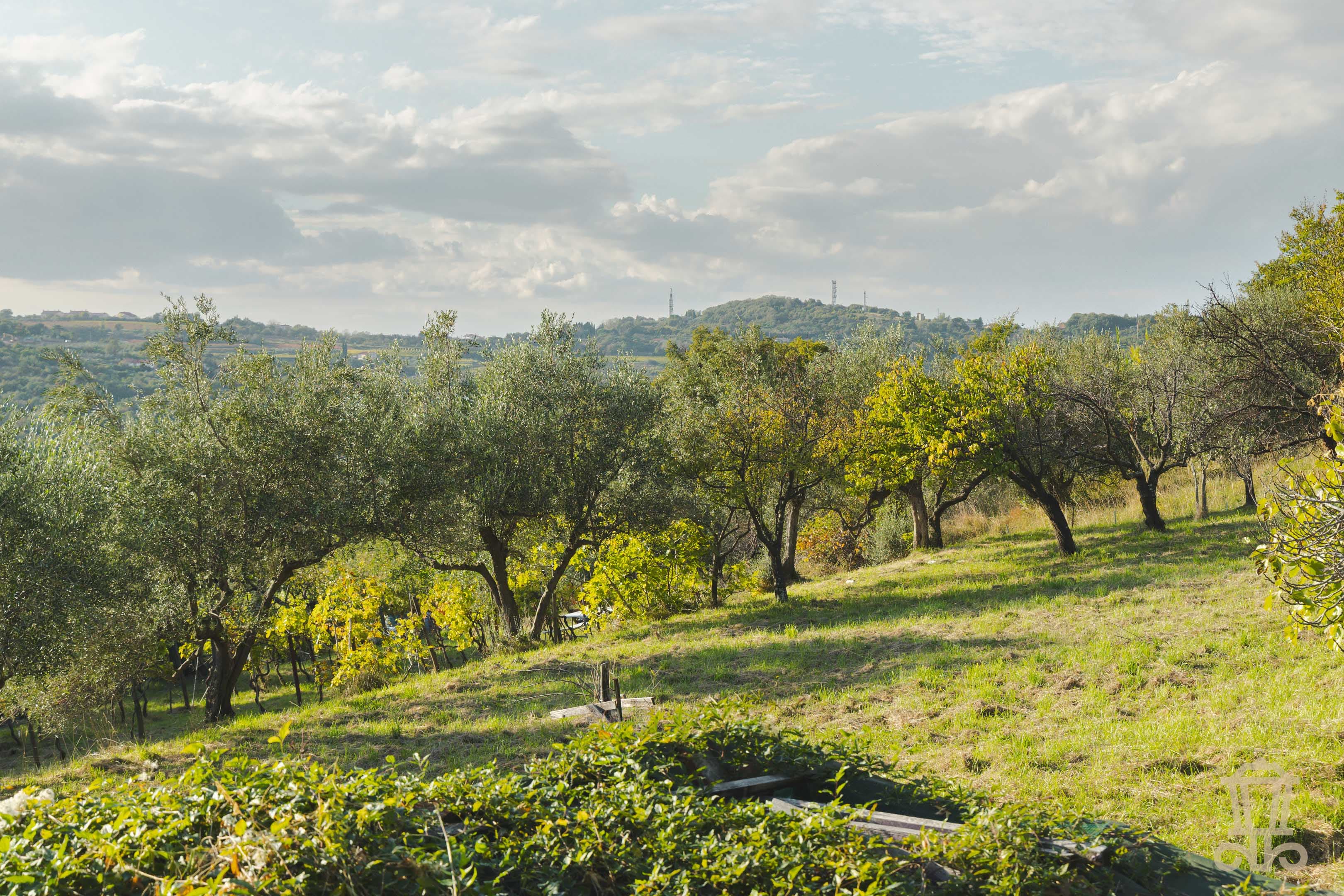 Immagine 0 | Ampio terreno agricolo a Santa Barbara - La Rue Immobiliare